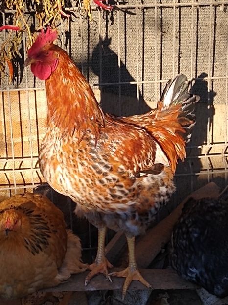 Cocos primăvară 2022, din pui cumpărați - Diverse