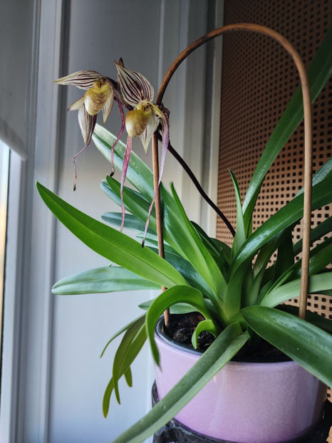 paphiopedilum "philippinense" - Orhidee_5_simpodiale fără pseudobulbi