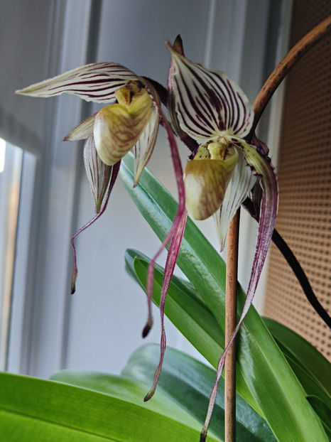 paphiopedilum "philippinense" - Orhidee_5_simpodiale fără pseudobulbi