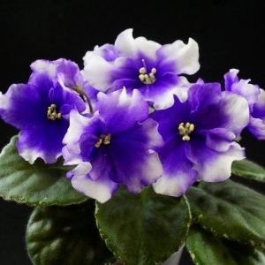 Poza net - Rs Finskiy Zaliv