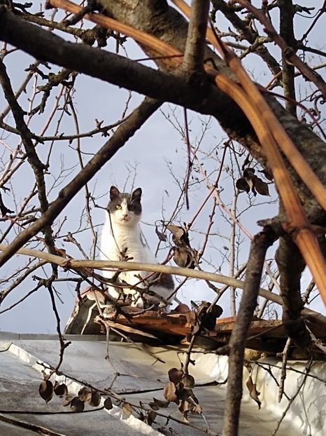 Firfirel pe casă - Diverse