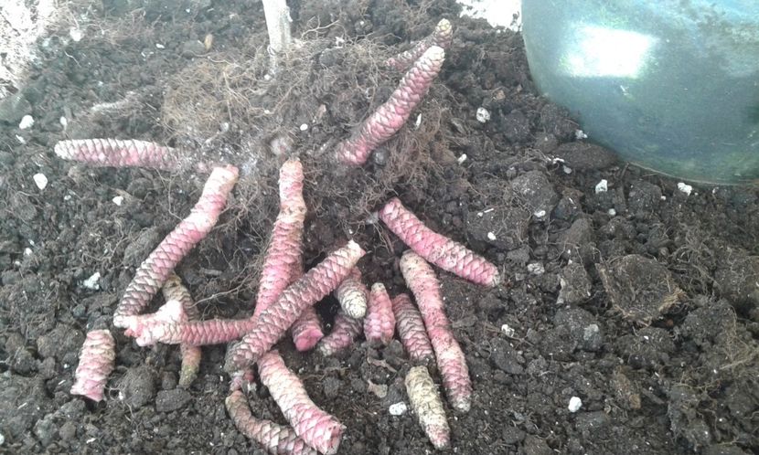 20230102_104511-2 - Rizomii de achimenes 2023 2024