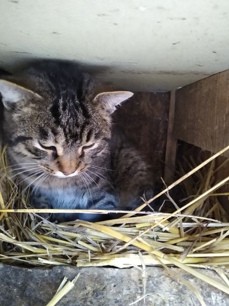 Georgică in cuibarul găinilor - Diverse