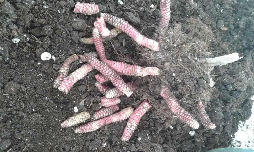 20230102_104517-3 - Rizomii de achimenes 2023 2024