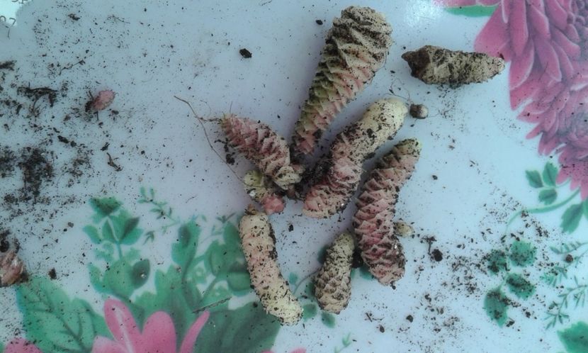 20230102_104547-5 - Rizomii de achimenes 2023 2024