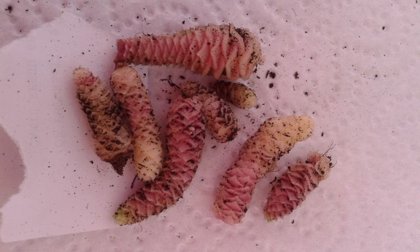  - Rizomii de achimenes 2023 2024