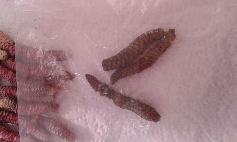 20230102_111430-6 - Rizomii de achimenes 2023 2024