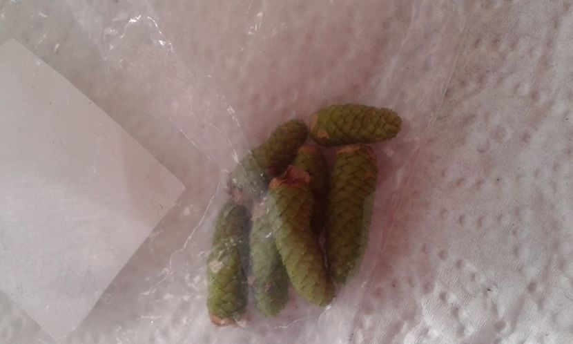  - Rizomii de achimenes 2023 2024