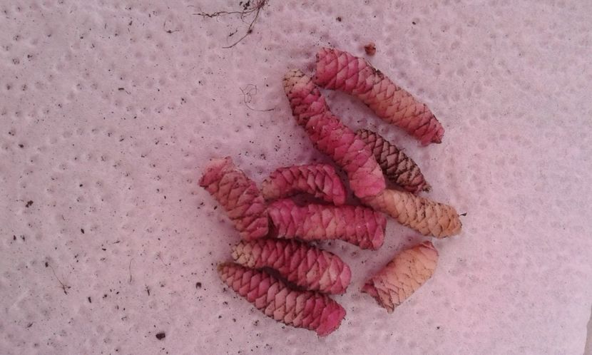  - Rizomii de achimenes 2023 2024