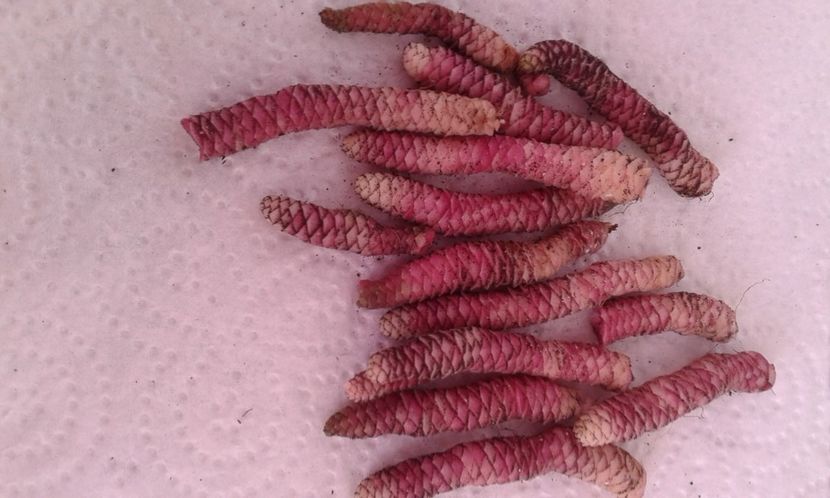 20230102_111238-4 - Rizomii de achimenes 2023 2024