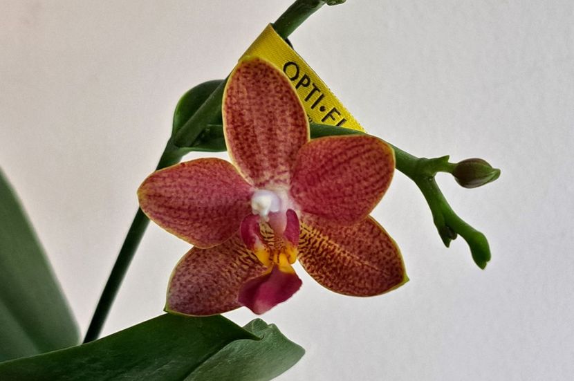  - Phalaenopsis 2