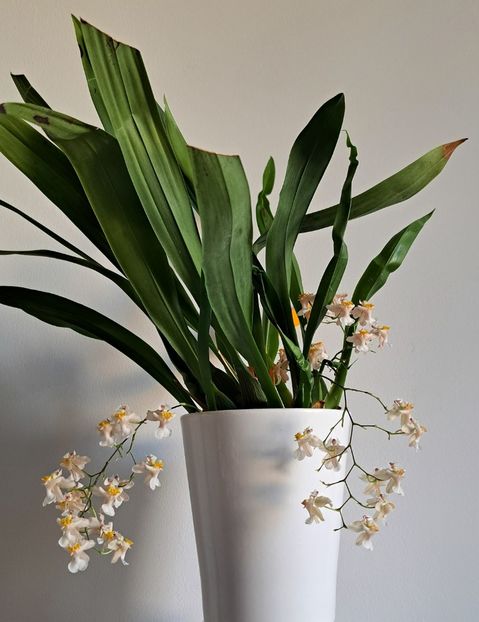  - Oncidium