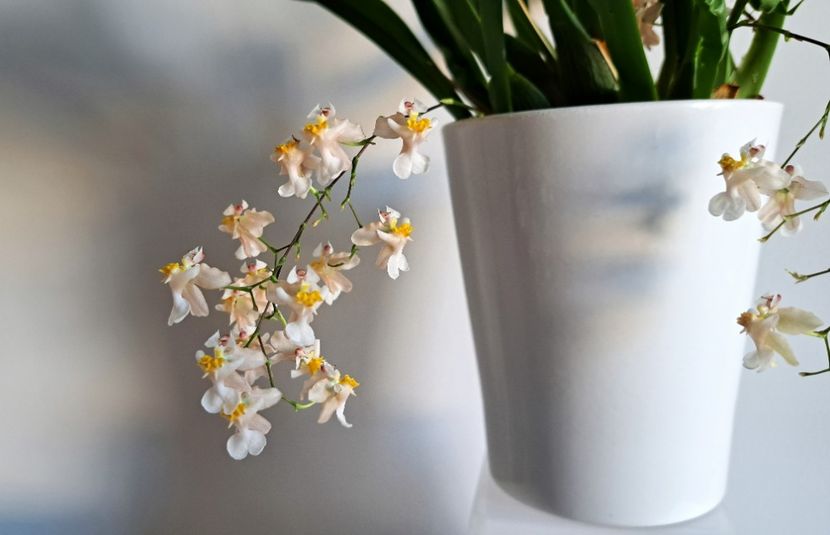  - Oncidium