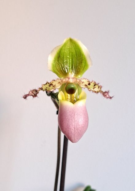  - Paphiopedilum