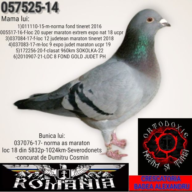 057525-14 badea - 2022-REZULTATE FOND-COLUMBA