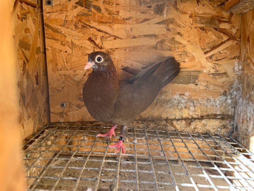 535/22 - 5- lot zbor 2022