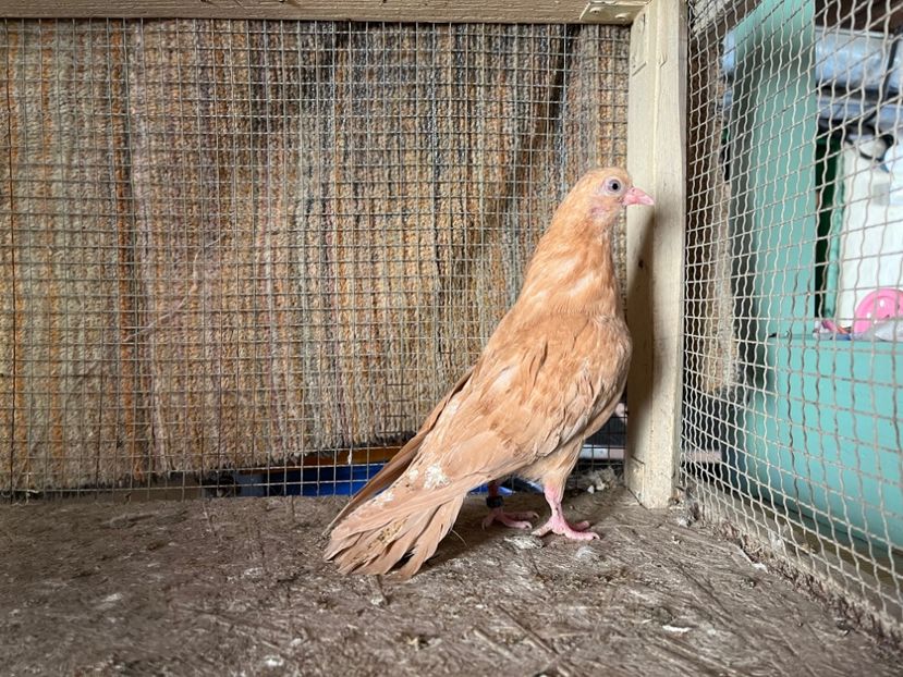 517/22 - 5- lot zbor 2022