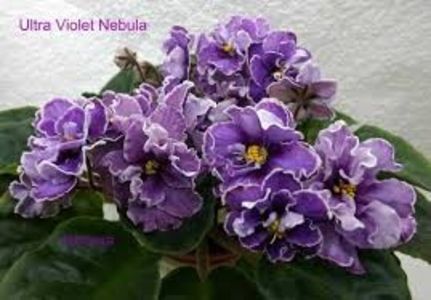 Poza net - Ultra Violet Nebula