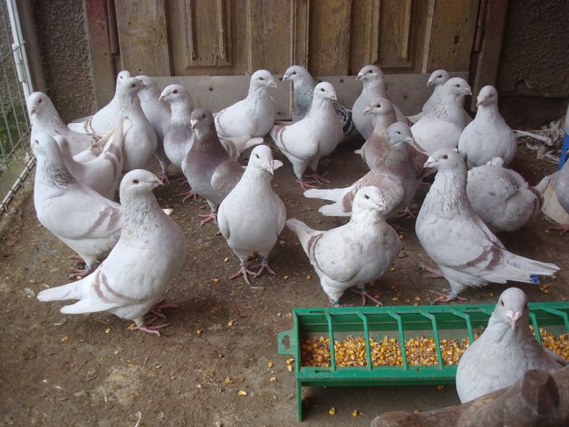 Vanduti la Medias,Sibiu,Blaj si Orastie - Porumbei Standard - Vanduti