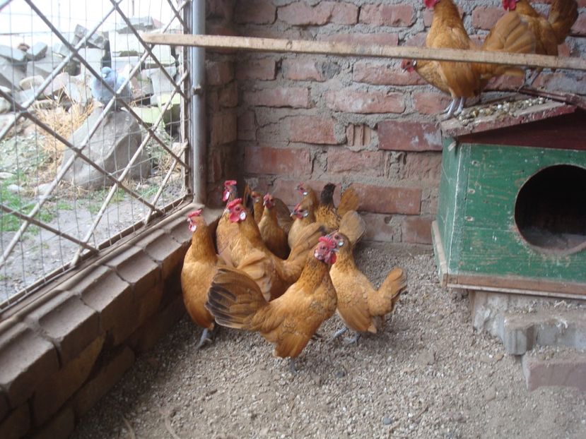  - DE PRIN CURTE CU CE AM DETINUT