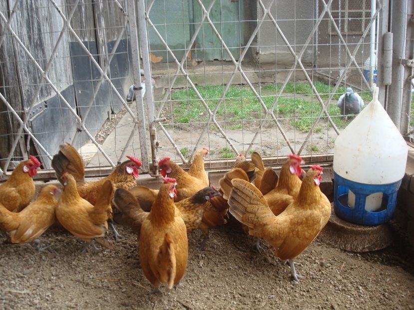  - DE PRIN CURTE CU CE AM DETINUT