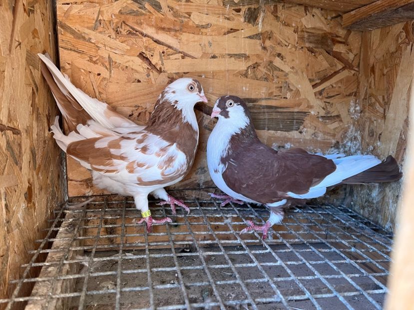 17 - 5-Perechi lot zbor 2022