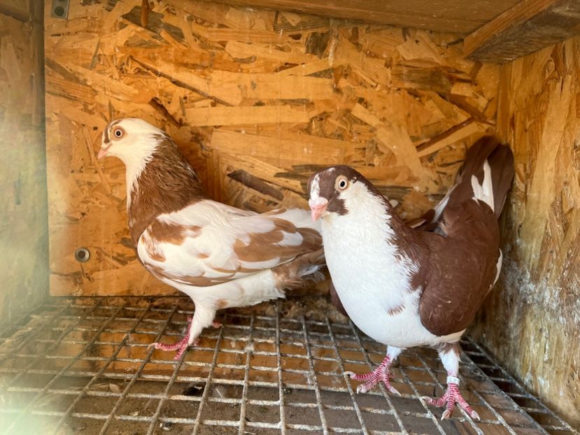  - 5-Perechi lot zbor 2022