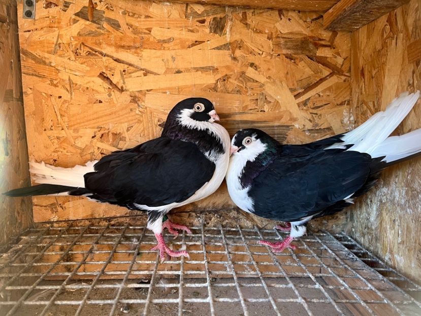 18 - 5-Perechi lot zbor 2022