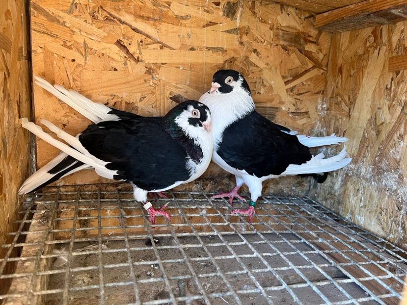  - 5-Perechi lot zbor 2022