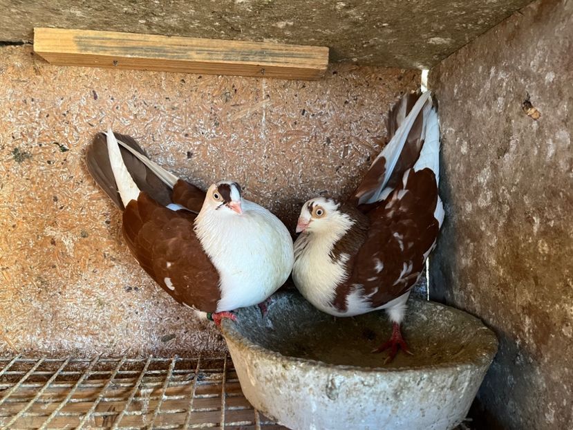  - 5-Perechi lot zbor 2022