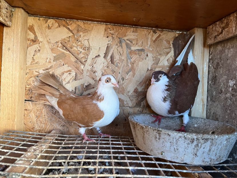 20 - 5-Perechi lot zbor 2022