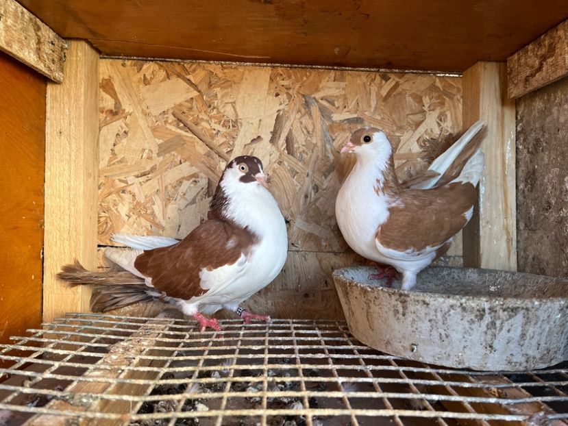  - 5-Perechi lot zbor 2022