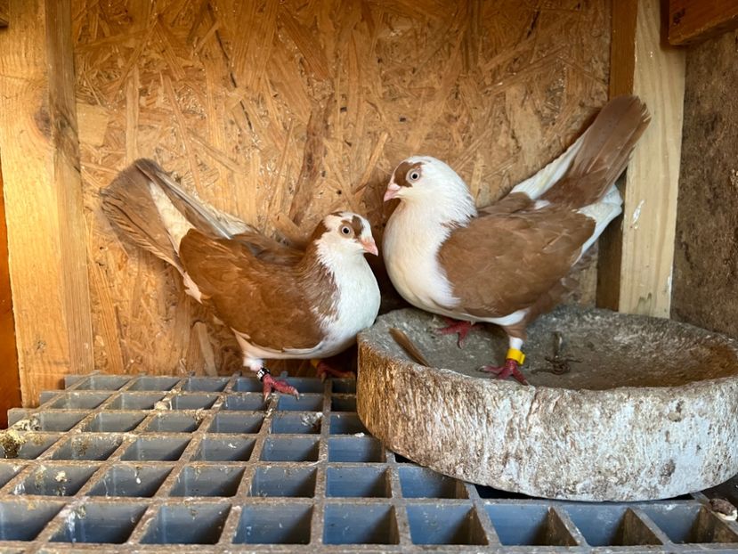 21 - 5-Perechi lot zbor 2022