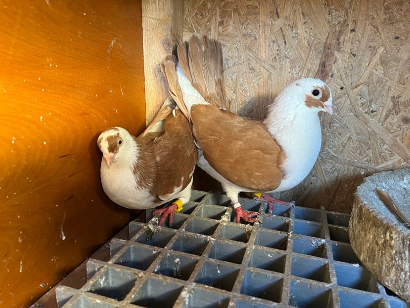  - 5-Perechi lot zbor 2022