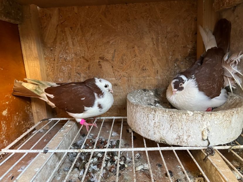  - 5-Perechi lot zbor 2022