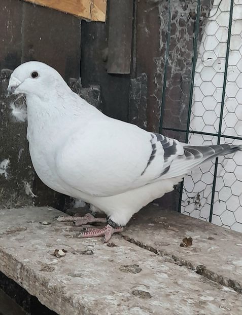 Biju 2022 - VOIAJOR ROMANESC DE FRUMUSETE FEMELE