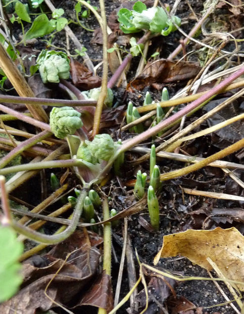  - 2022 - 04 - 2023 - 00 - Iarna