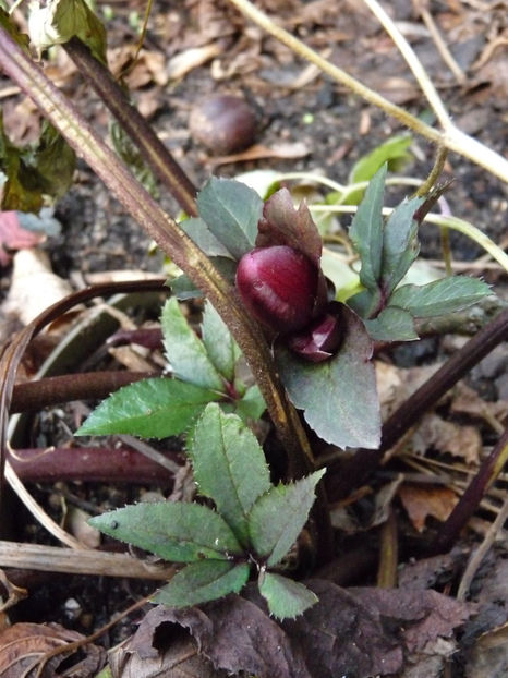  - 2022 - 04 - 2023 - 00 - Iarna