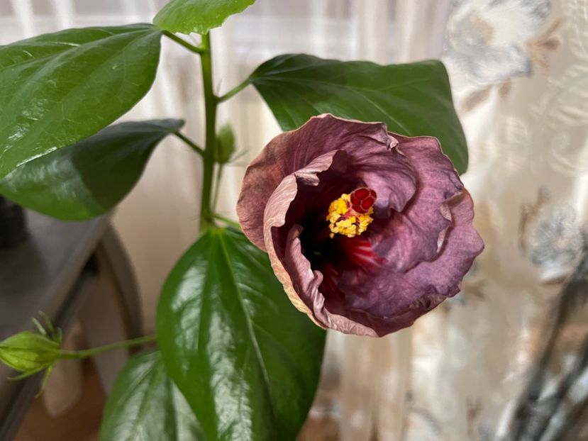 DPs Lyra Bellaqua - 001 - Hibiscusi