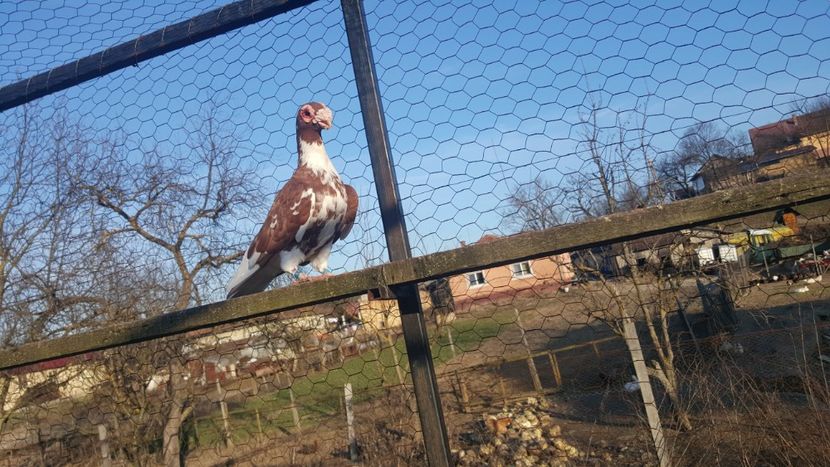  - PORUMBEI PASIUNE PERFECTIUNE PERSPECTIVE