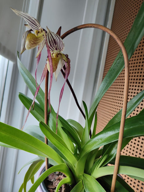 paphiopedilum "philippinense" - Orhidee_5_simpodiale fără pseudobulbi