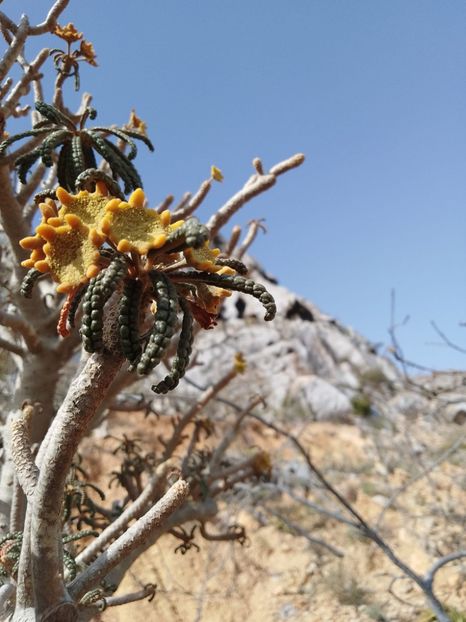 Dorstenia gigas bullata - Whish list pentru viata urmatoare2