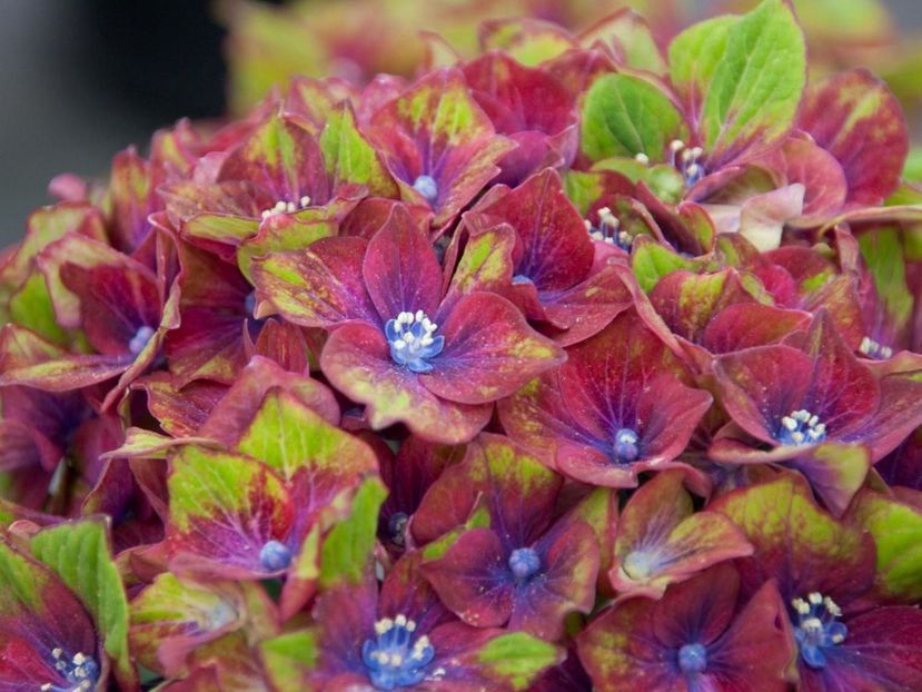 HYDRANGEA MACROPHYLLA SCHLOSS WACKERBARTH ® 74,00 lei - HORTENSII