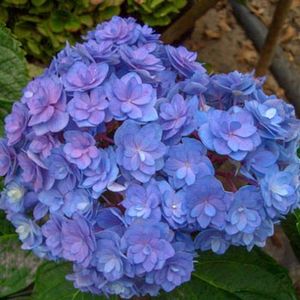 HYDRANGEA MACROPHYLLA TOGETHER ® 74,00 lei - HORTENSII