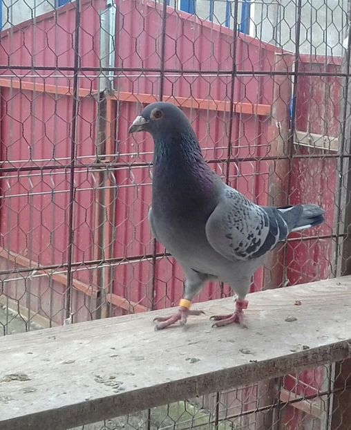 RO 13-644464 M orig.N.Siclovan (bun reproducator) - Masculi