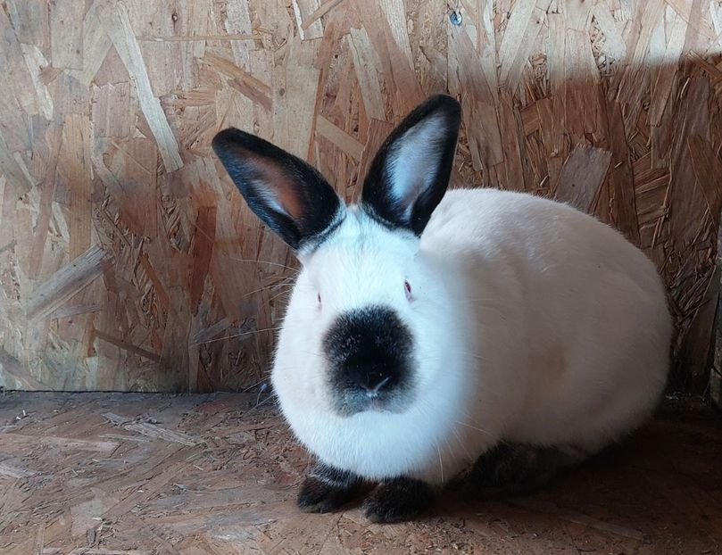 9 luni -femela - DE VANZARE -2023