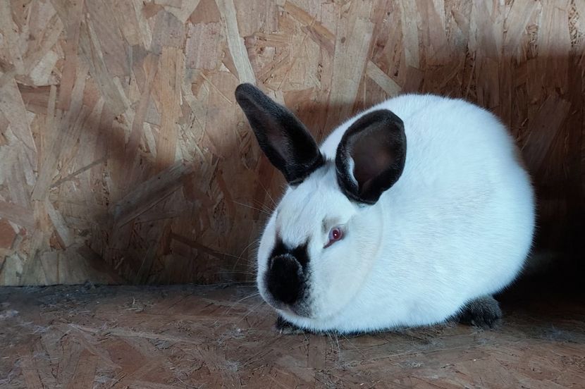 10 luni-femela - DE VANZARE -2023