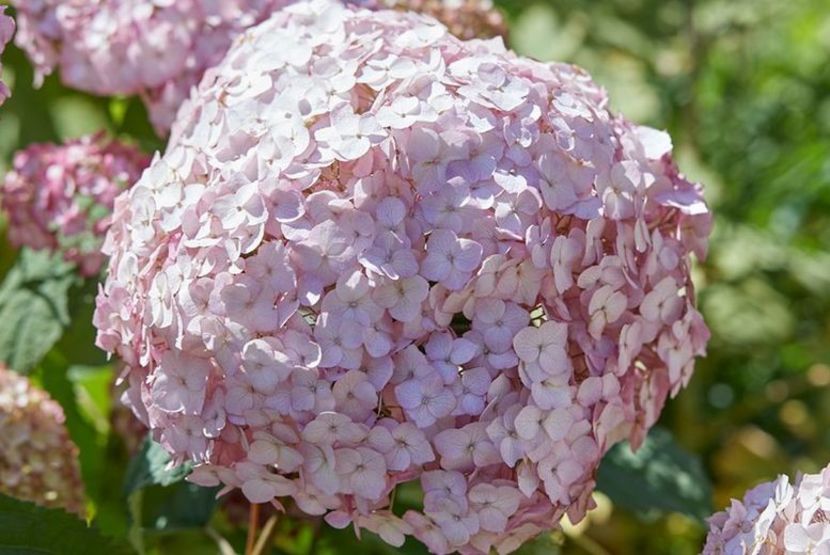 Hydrangea arborescens Candybelle Bubblegum ® - HORTENSII