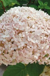 Hydrangea arborescens Candybelle Marshmallow ® - HORTENSII