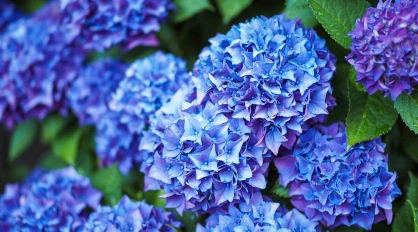 Hydrangea macrophylla Early Blue ® - HORTENSII